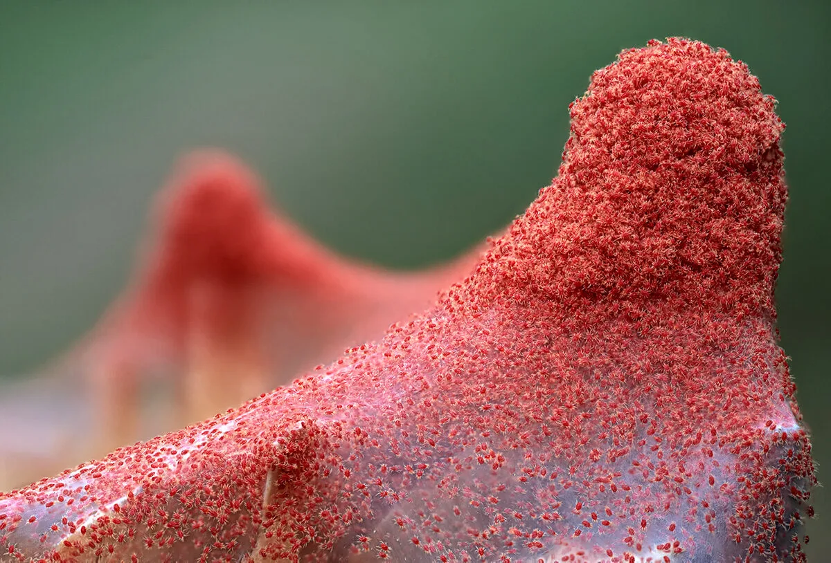 Rote Spinnmilbe stark vergrößert