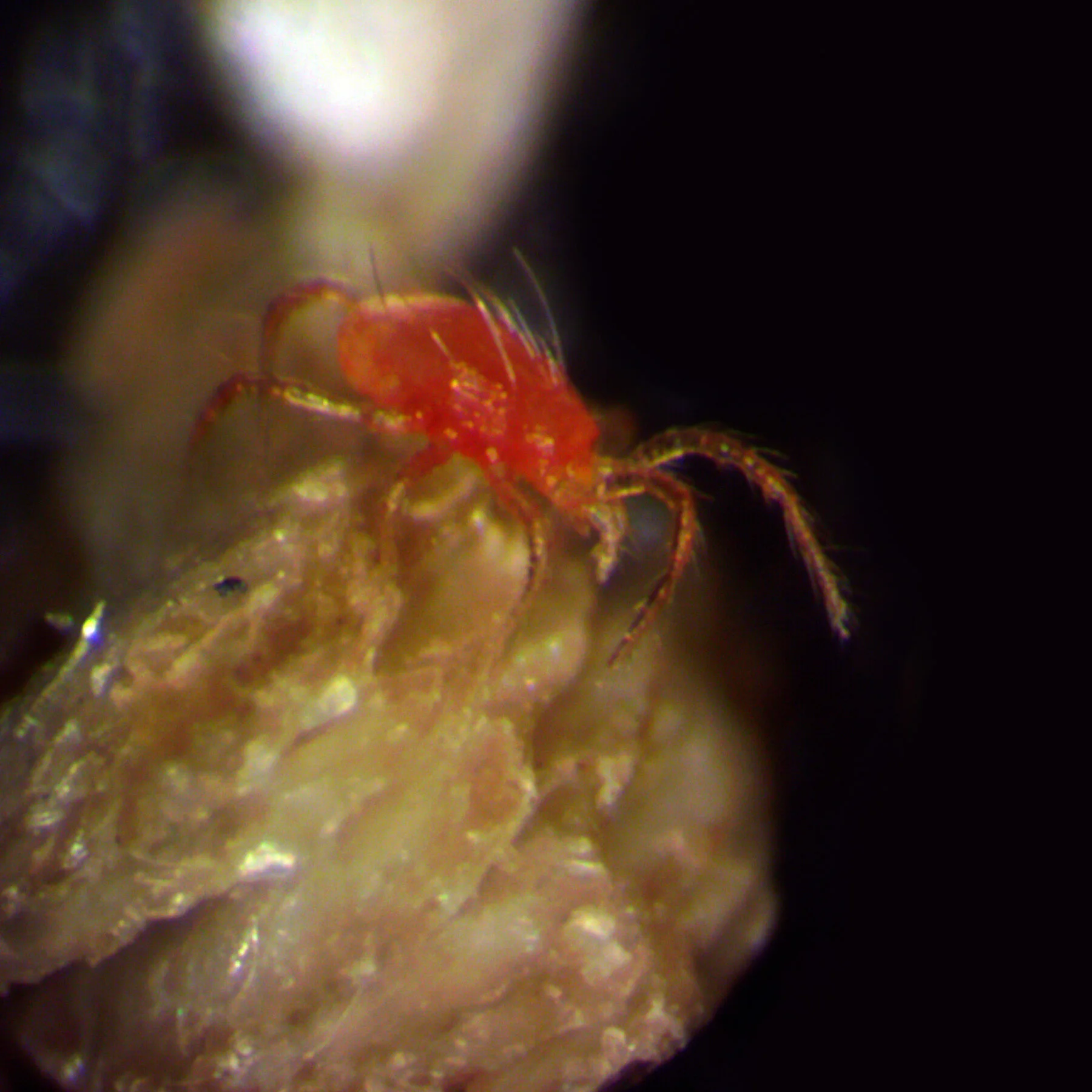 Leuchtend orangerote Raubmilbe Phytoseiulus mit langen Beinen auf einer Knospe