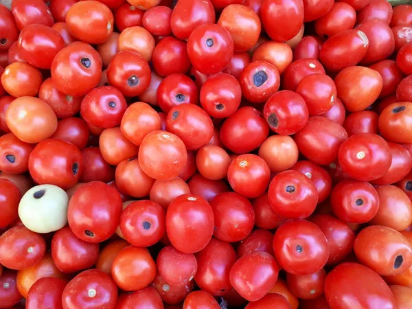 Viele rote Tomaten mit dunklen eingesunkenen Flecken am Blütenende