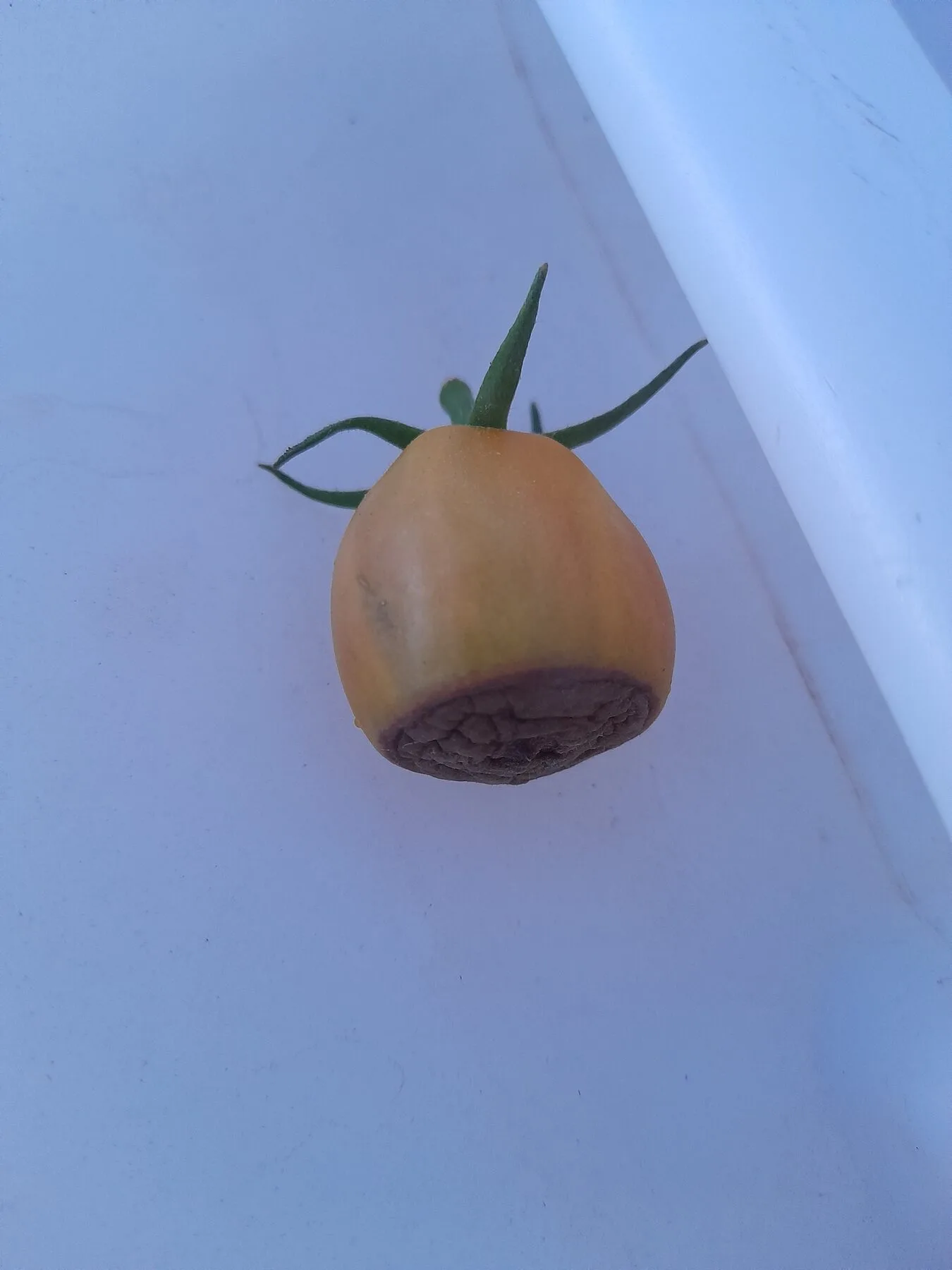 Einzelne Tomate mit lederbrauner Fäulestelle am unteren Ende