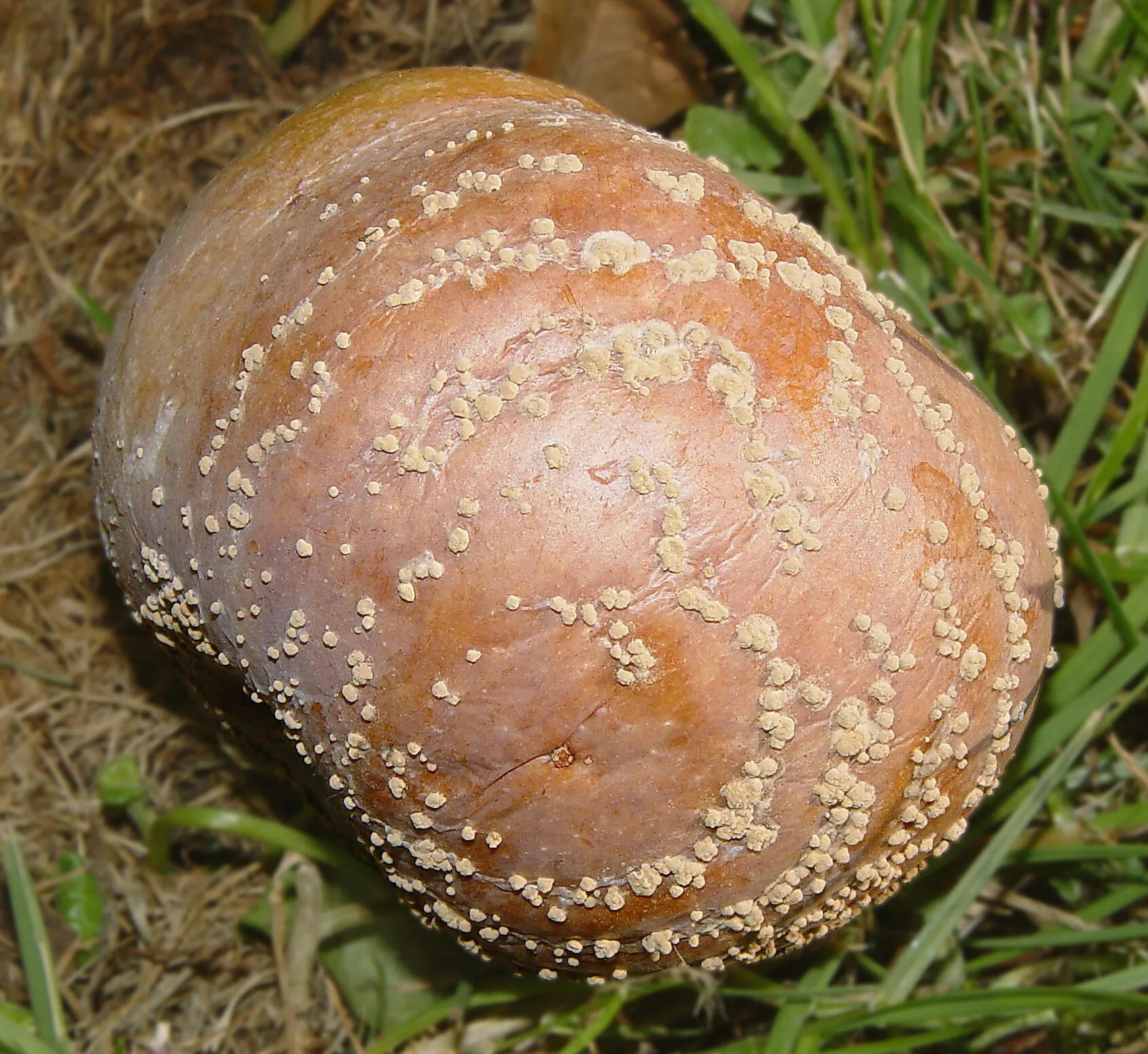 Apfel mit brauner Fäule und ringförmig angeordneten hellen Sporenpolstern