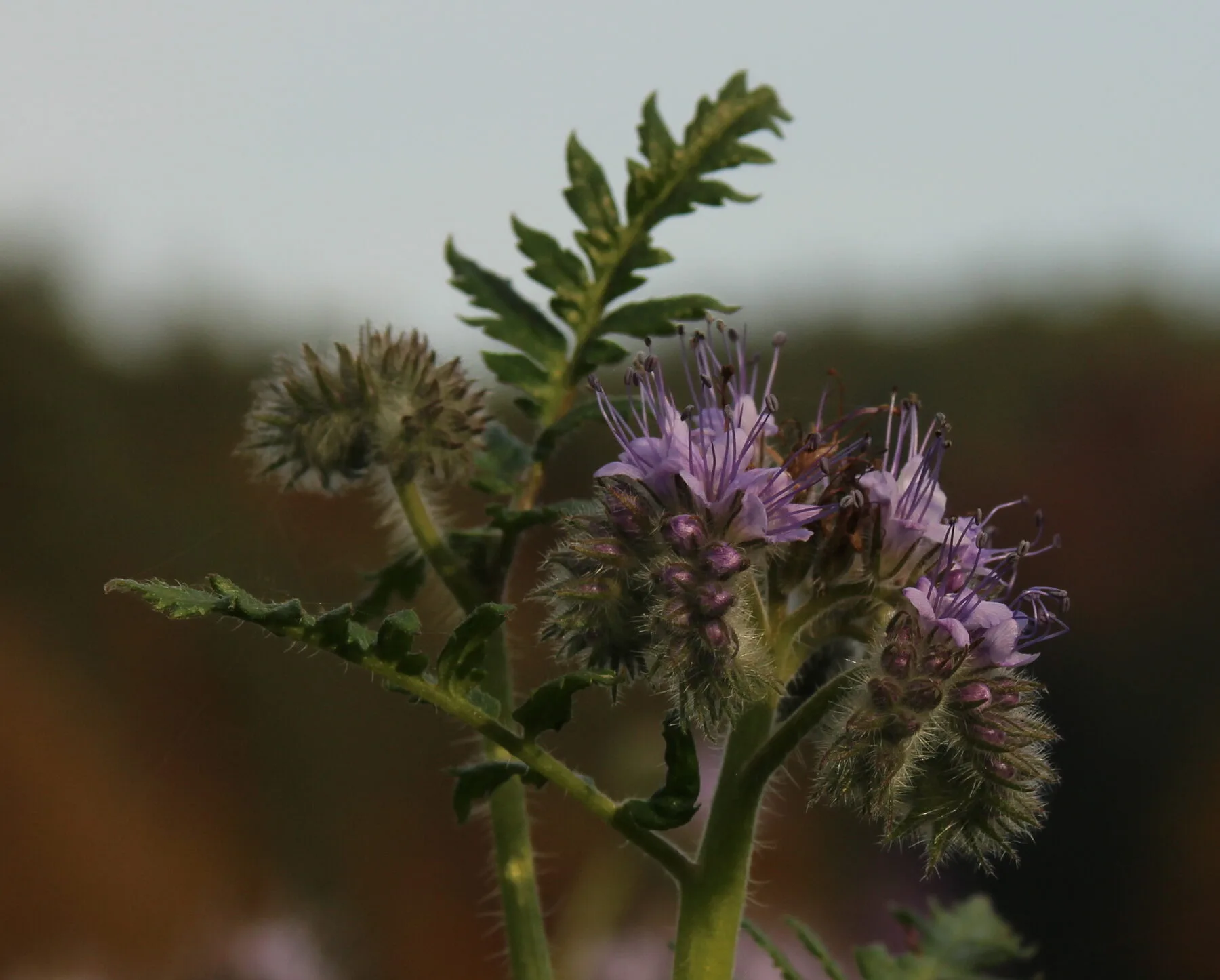 Blühendes Feld mit violetter Phacelia als Gründüngung