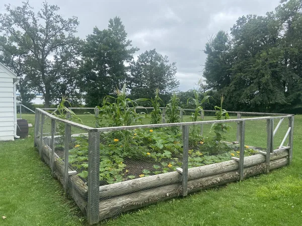 Drei-Schwestern-Beet mit hohem Mais, rankenden Bohnen und bodendeckendem Kürbis