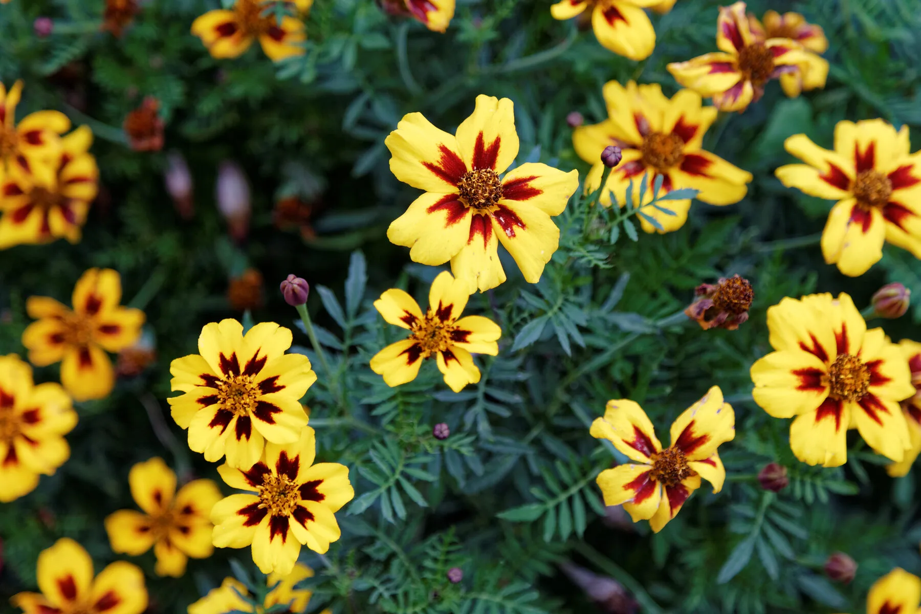 Bright orange and yellow marigold flowers in a garden bed