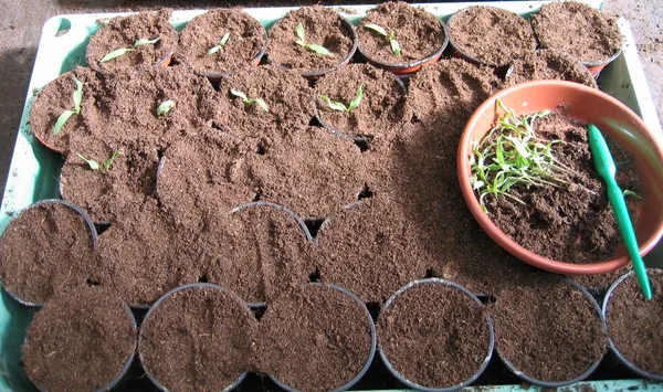 Tomatensämlinge werden mit einem Pikierstab in einzelne mit Erde gefüllte Töpfe umgesetzt
