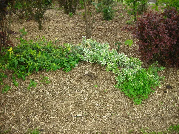 Ziergartenbeet mit Sträuchern, dick mit hellem Holzhäckselgut gemulcht