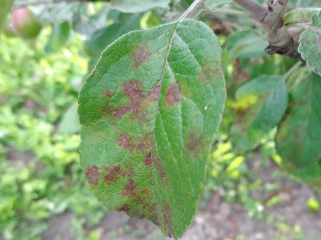 Apfelblatt mit olivbraunen, samtigen Schorfflecken