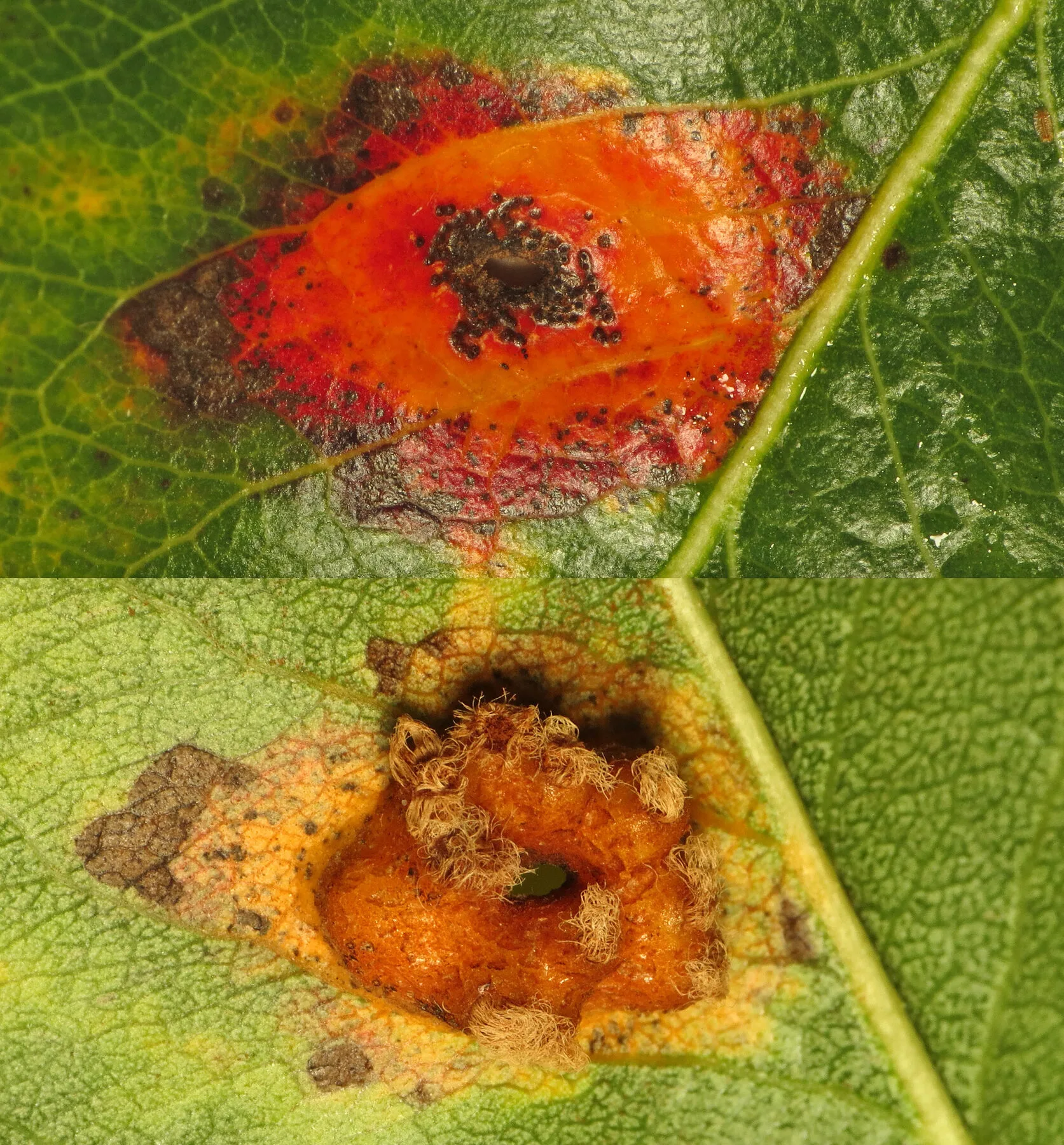 Birnenblatt mit leuchtend orangerotem Fleck oben und gitterartigen Sporenlagern an der Unterseite