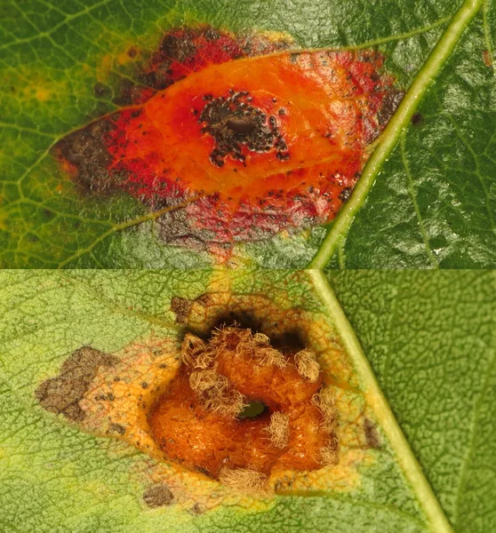 Birnenblatt mit leuchtend orangerotem Fleck oben und gitterartigen Sporenlagern an der Unterseite