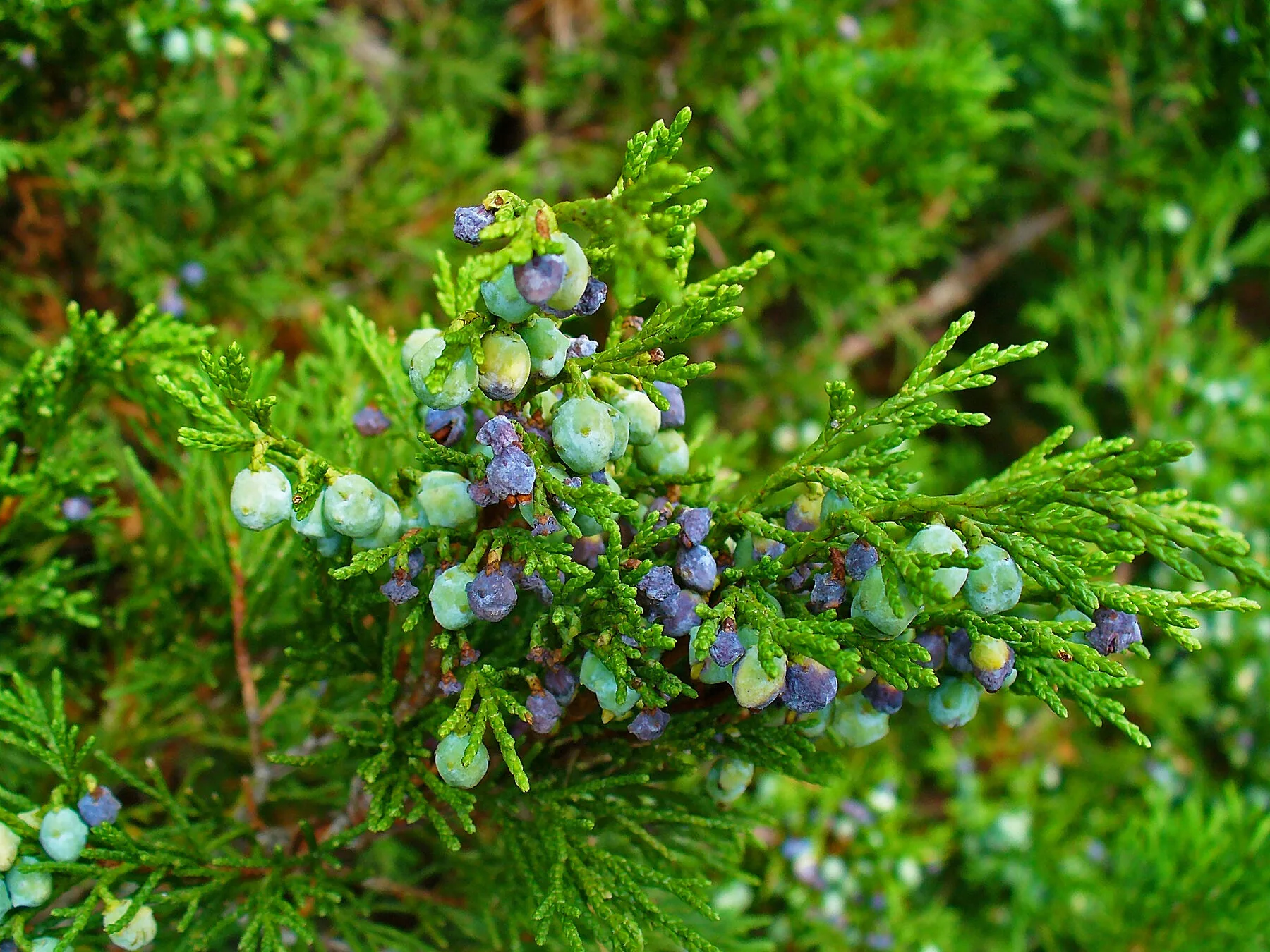 Branch of a savin with blue-green berries and scaly foliage
