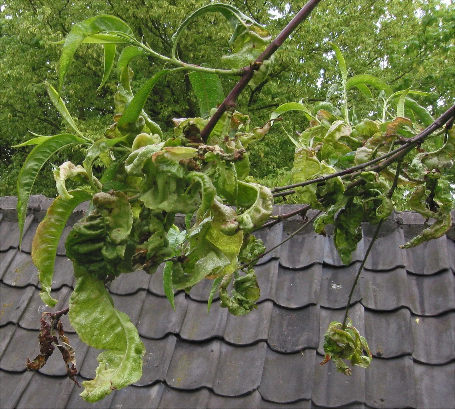 Peach shoot with strongly blistered, curled and thickened leaves