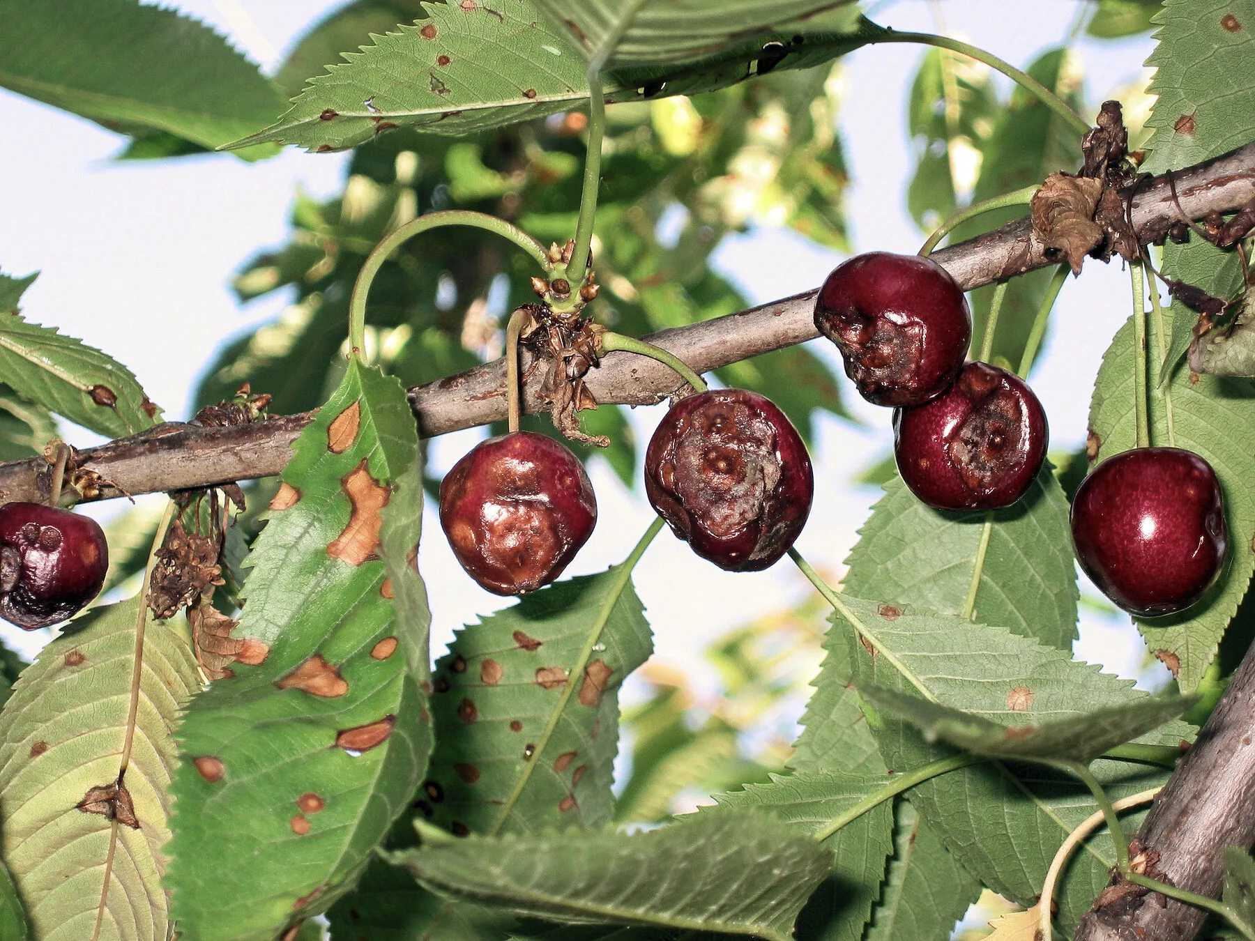 Cherries with brown Monilia fruit rot and pale spore cushions