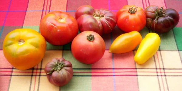Verschiedene Tomatensorten in Rot, Gelb, Orange und Dunkelviolett, rund, gerippt und länglich nebeneinander