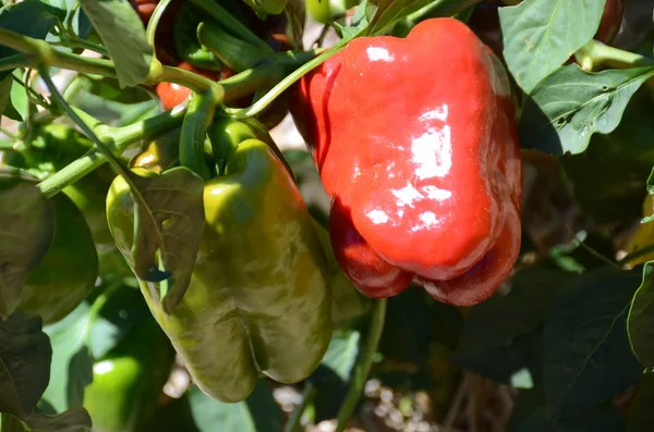 Rote reife und grüne unreife Paprika an der Pflanze im Garten