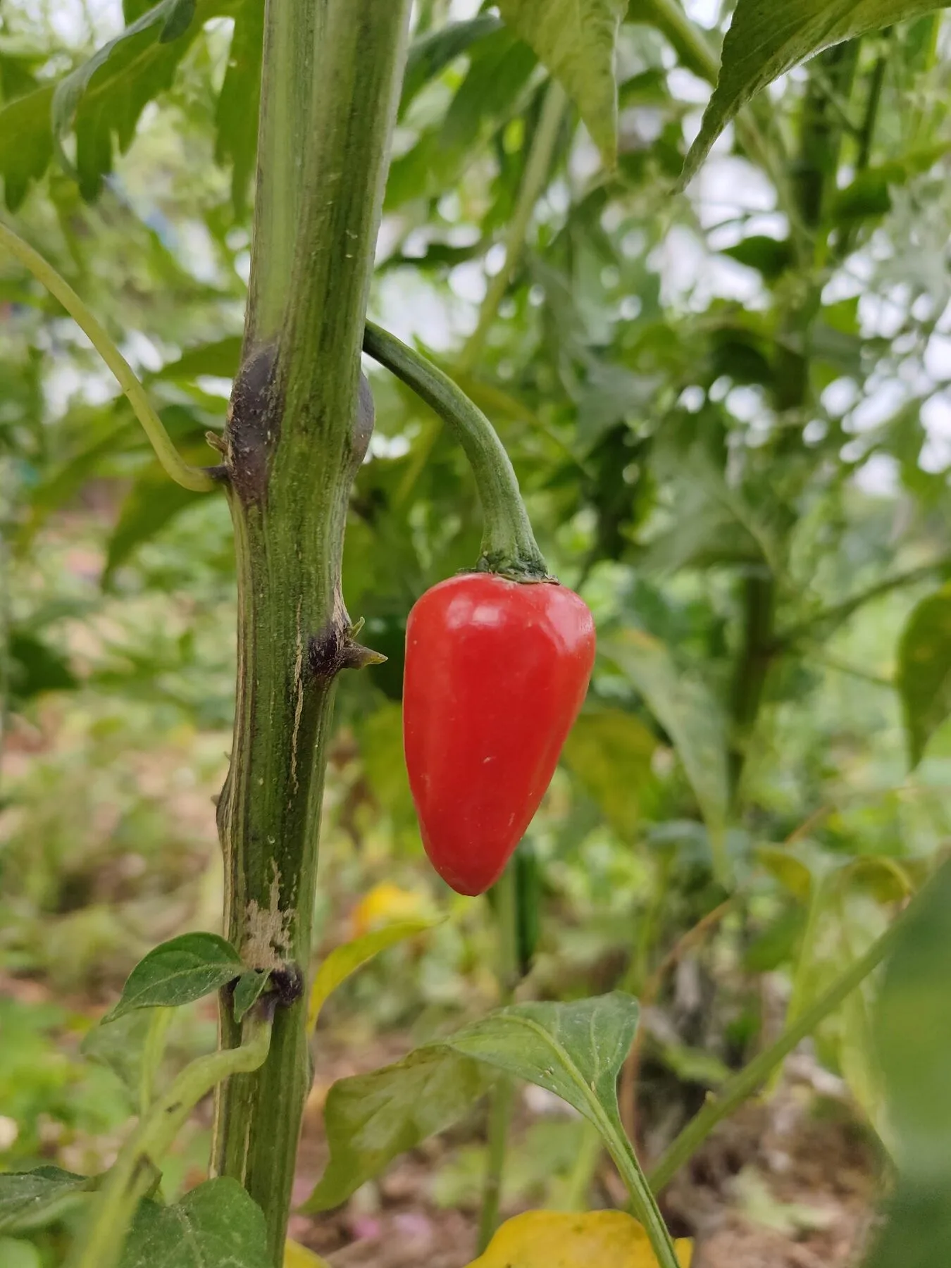 A single red ripe chilli hangs on the plant