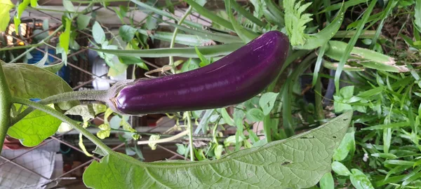 Glänzend violette längliche Aubergine hängt reif an der Pflanze