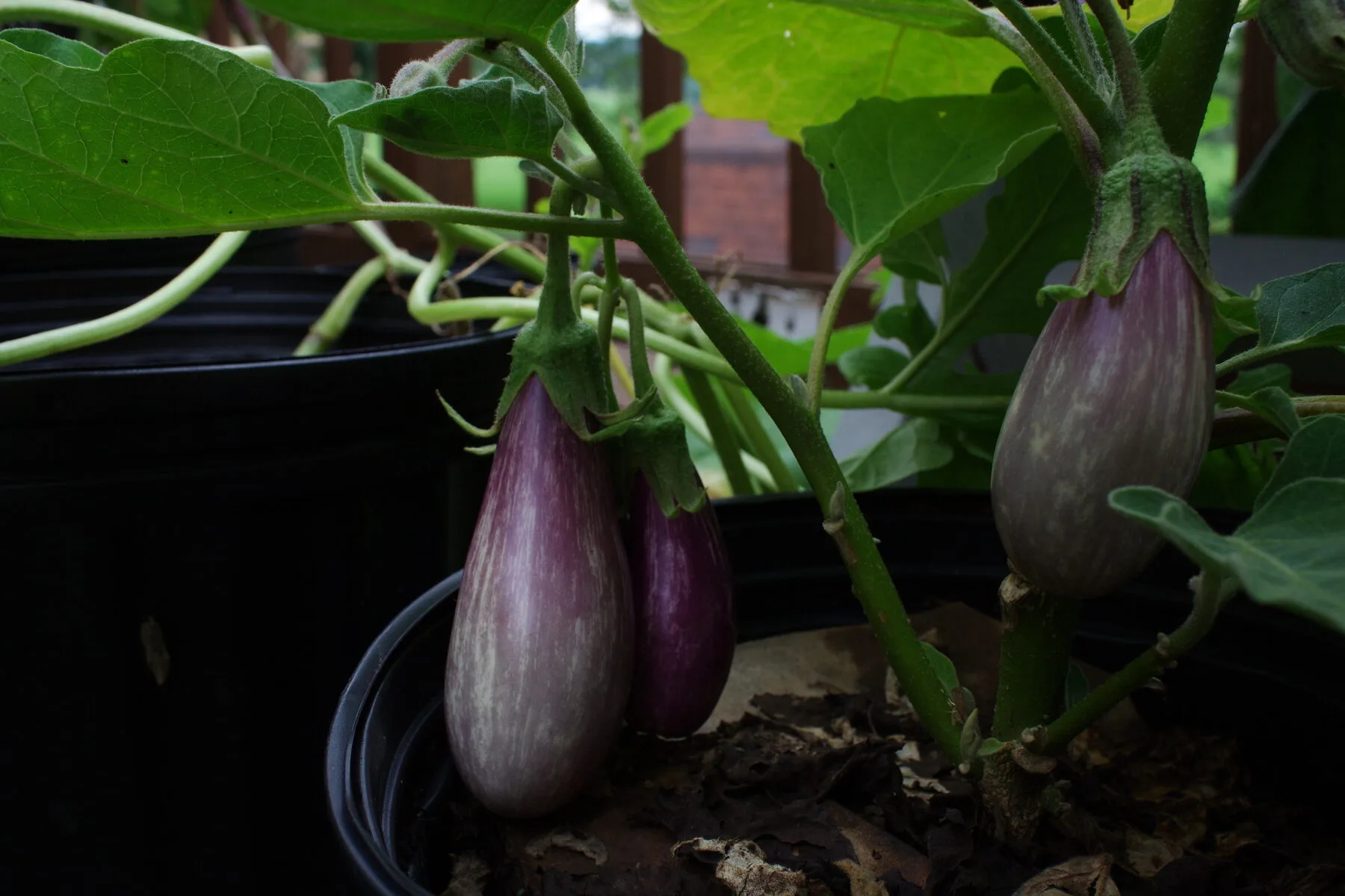 Striped purple aubergines ripen on a plant in a container
