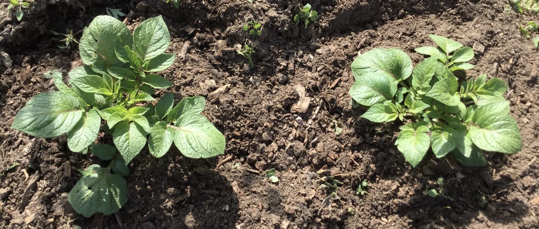Junge Kartoffelpflanzen wachsen in Reihen im dunklen Gartenboden