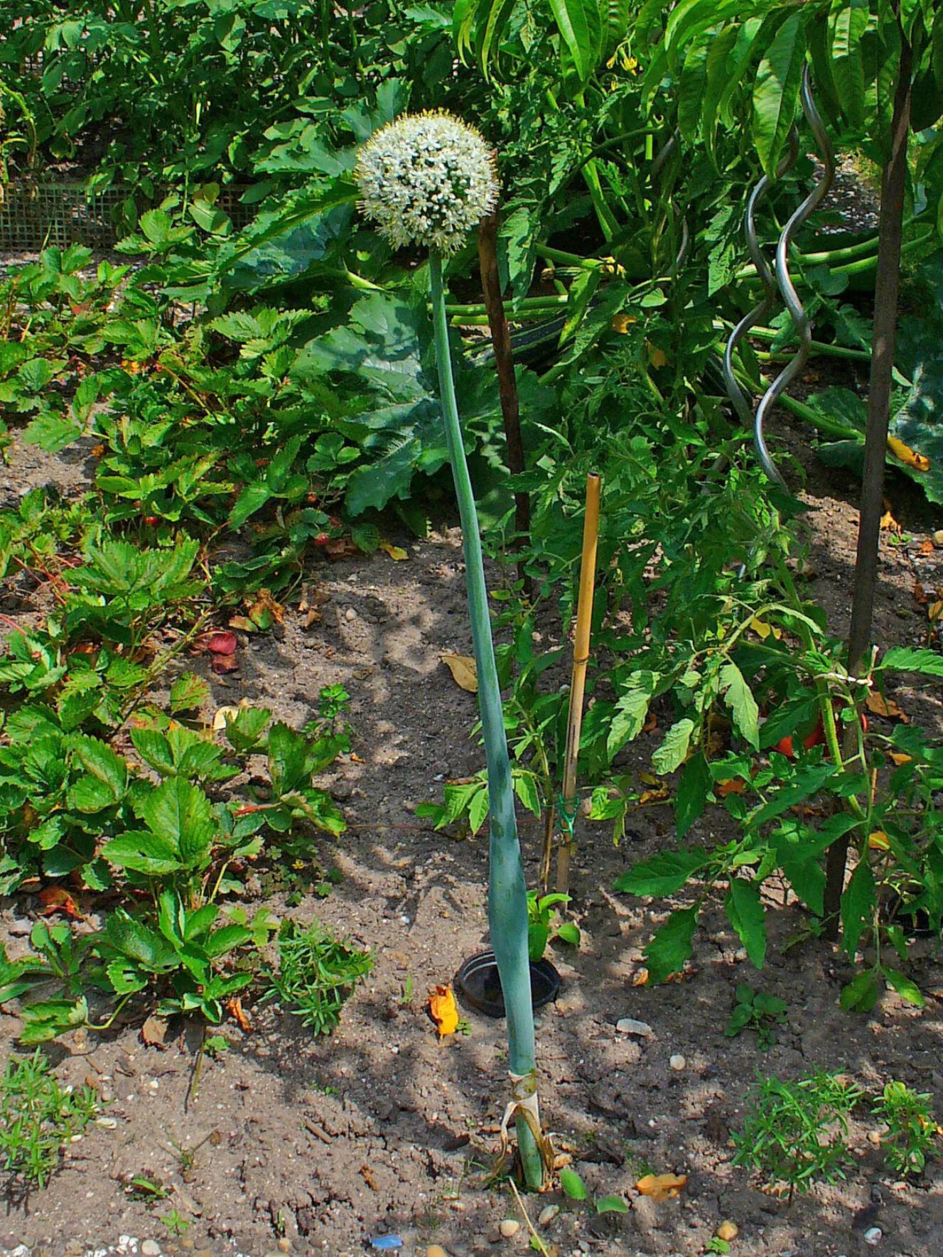 Eine Zwiebel hat einen hohen Blütenstiel mit kugeliger Blüte gebildet und ist geschossen