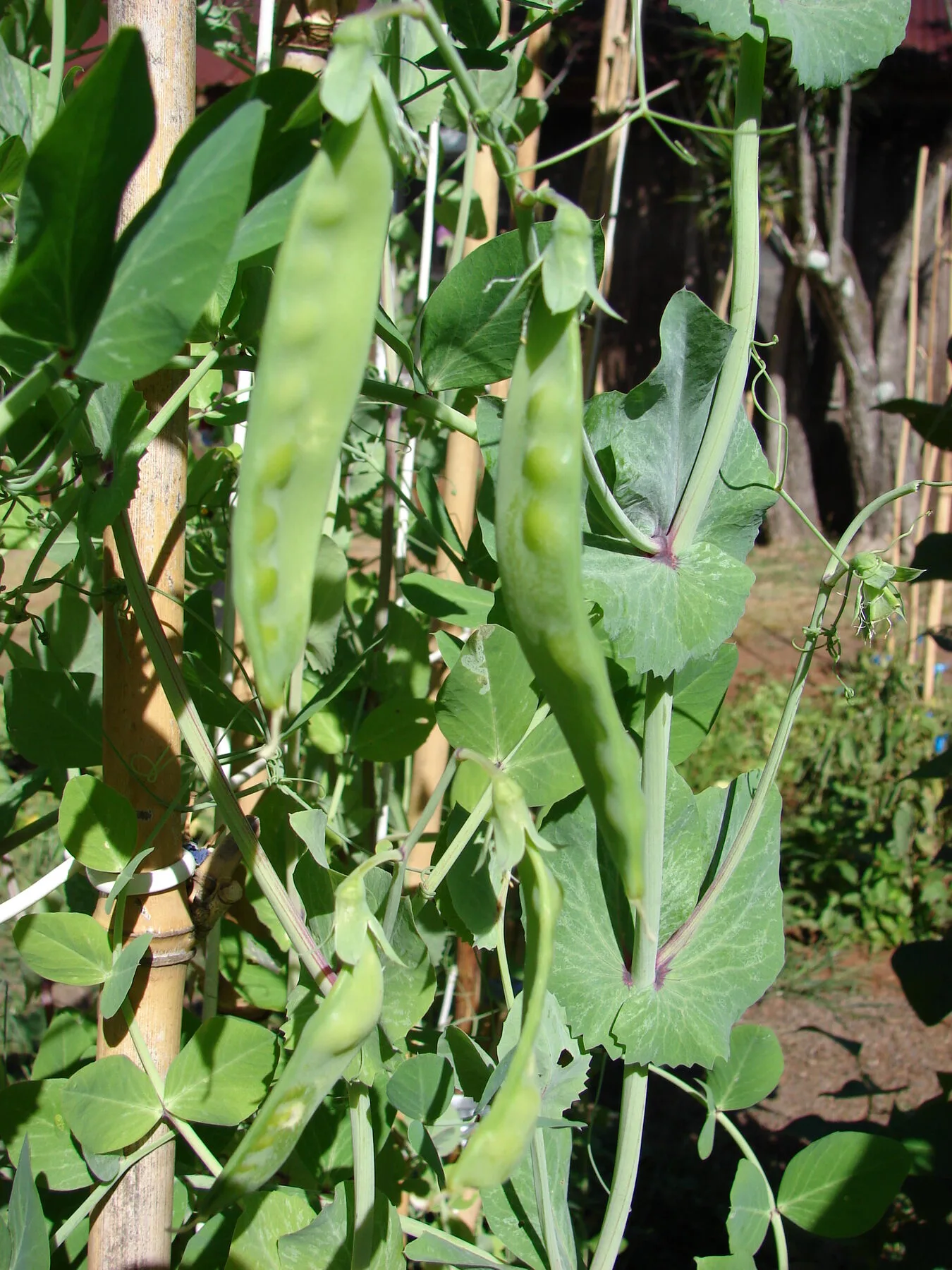 Flat mangetout pods with translucent peas climb on a bamboo pole