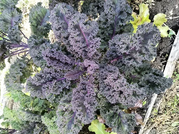 Kräftige Pflanze mit stark gekrausten dunkelroten Grünkohlblättern im Gartenbeet