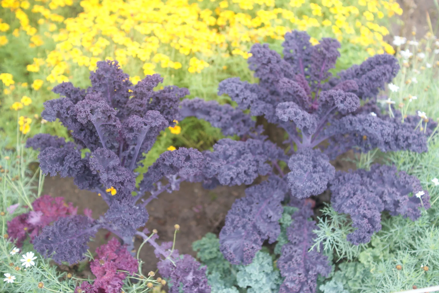 Roter und grüner krauser Grünkohl wachsen zwischen Blumen in einem Mischbeet