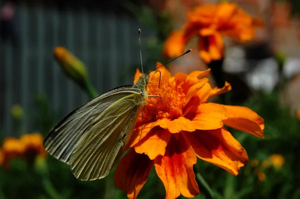 Weißer Kohlweißling-Falter sitzt auf einer orangefarbenen Tagetesblüte im Garten