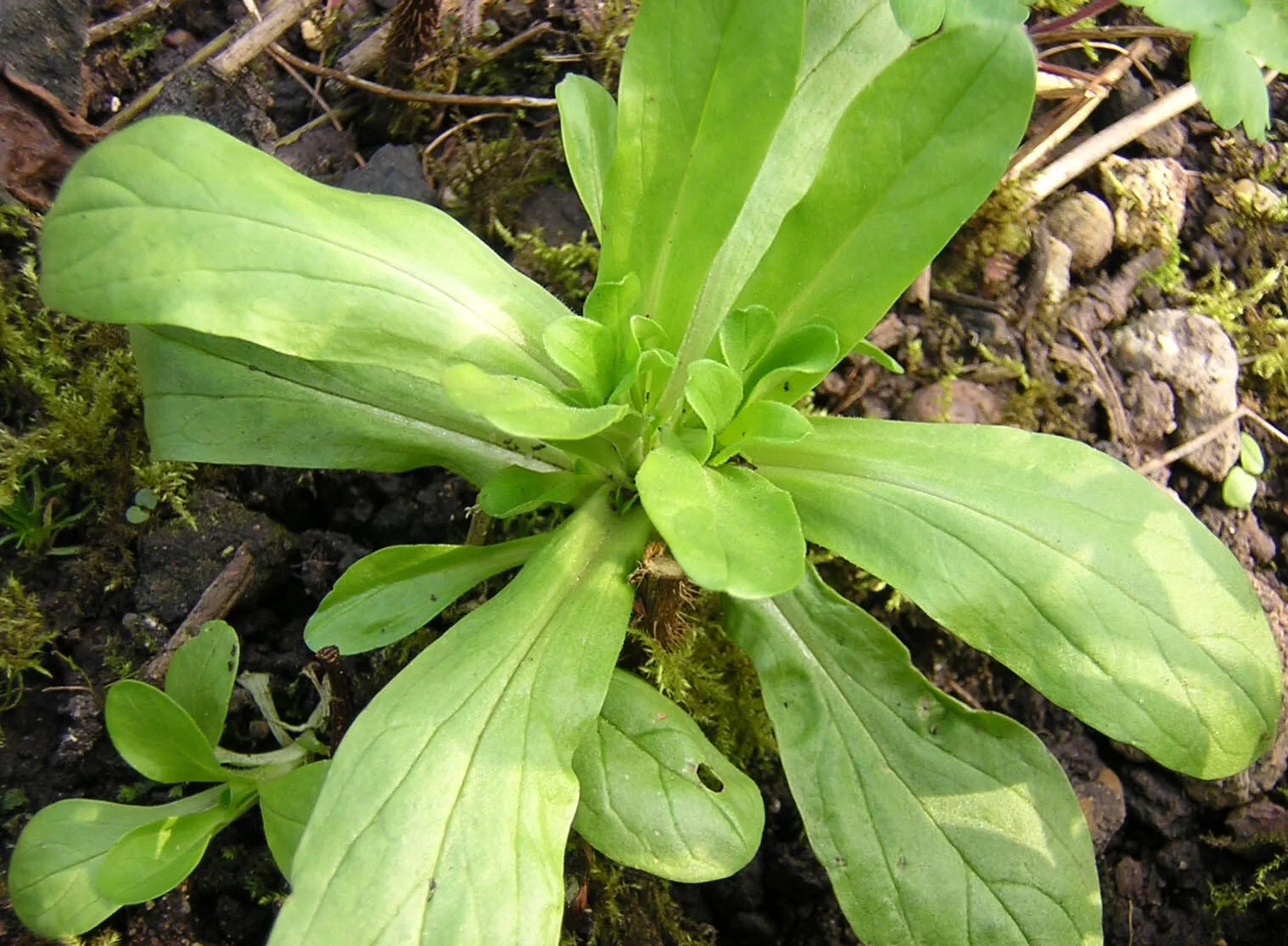 Rosette von Feldsalat mit löffelförmigen grünen Blättern wächst im Gartenboden