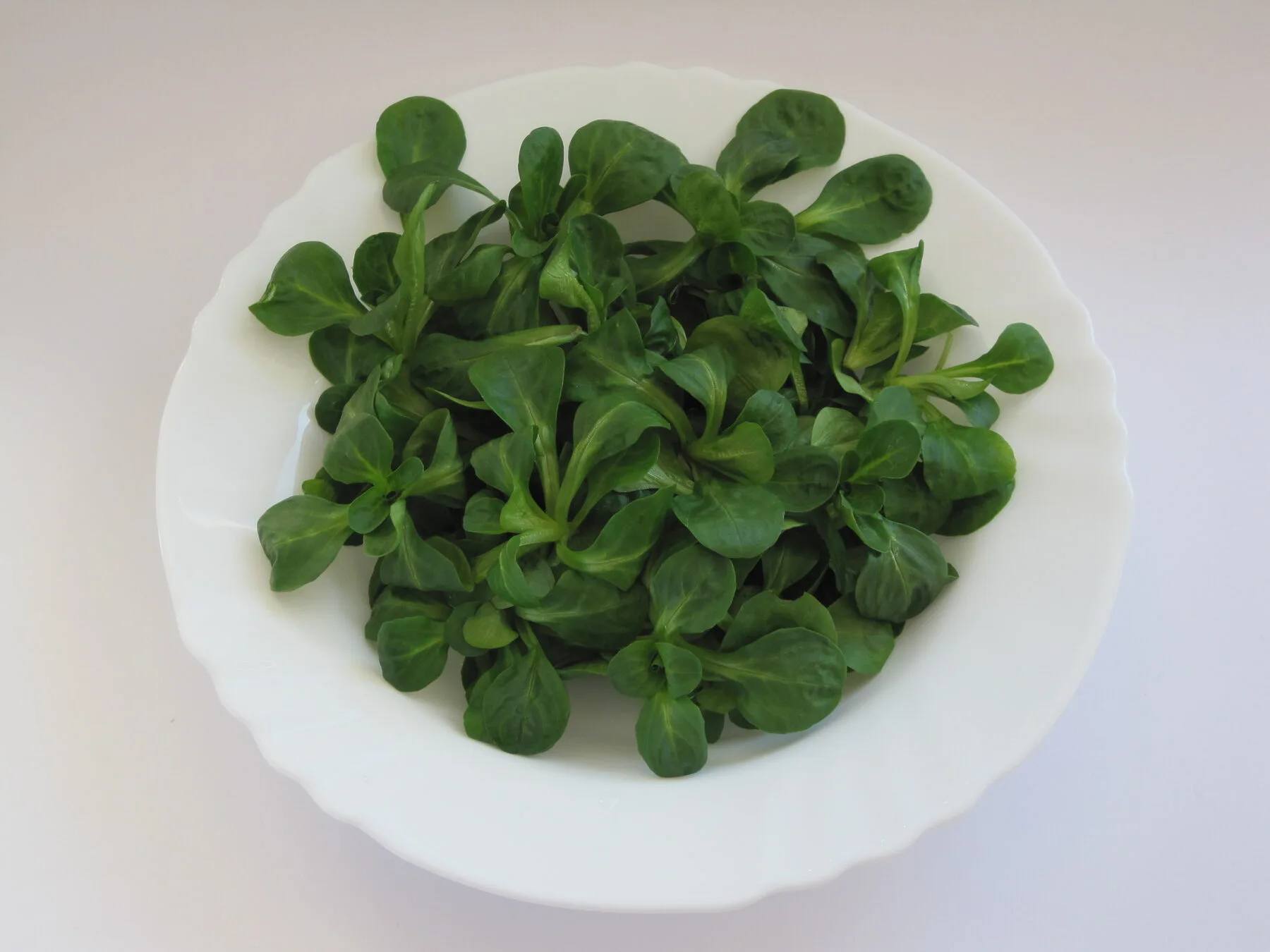 Freshly harvested lamb's lettuce rosettes on a white plate