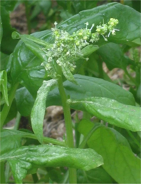 Spinach plant with a tall flower stalk and small green flower buds, it has bolted