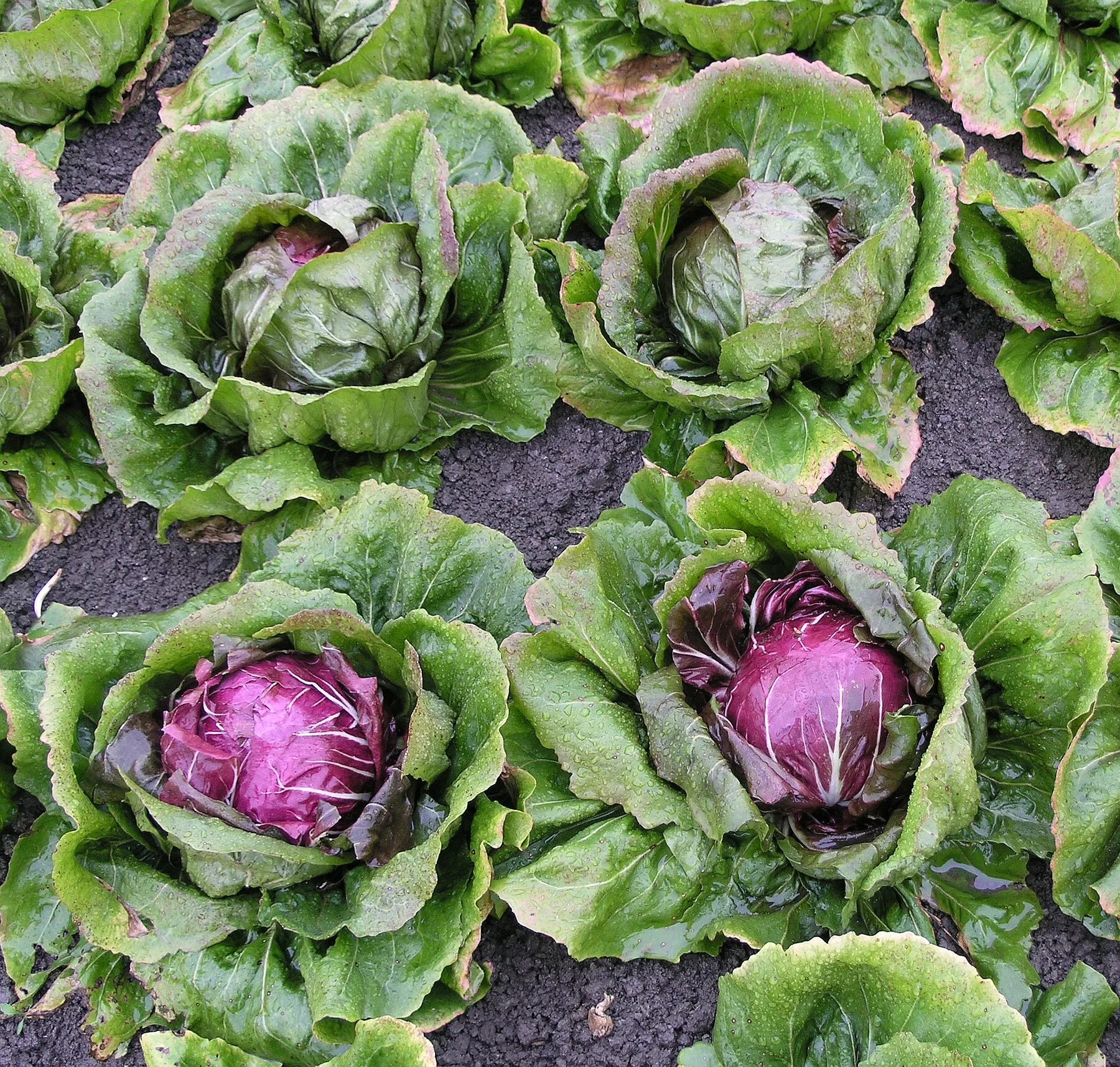 Mehrere Radicchio-Köpfe mit tiefrotem Herz und grünen Außenblättern im Gartenbeet