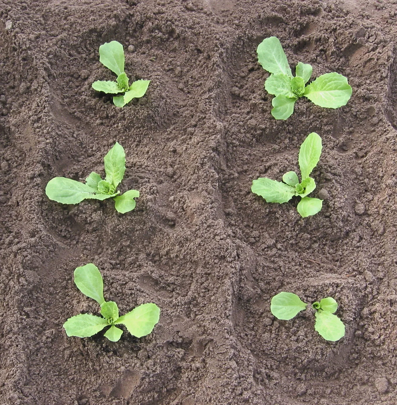 Six young endive plants freshly planted in loose garden soil