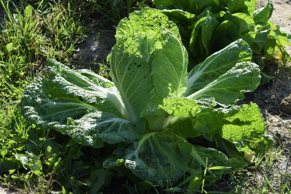 Chinakohl bildet im Gartenbeet seinen länglichen, hellgrünen Kopf mit breiten Blattrippen