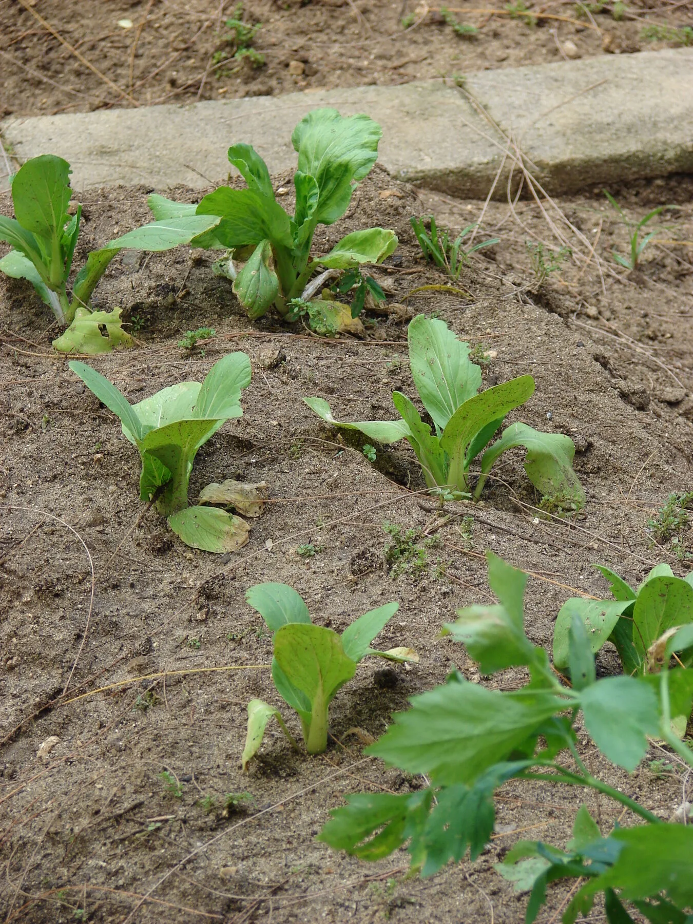 Young pak choi plants with spoon-shaped leaves and white stems grow in the bed