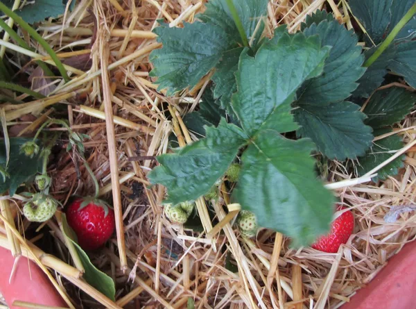 Erdbeerpflanze mit reifen roten und unreifen grünen Früchten auf einer Strohmulchschicht