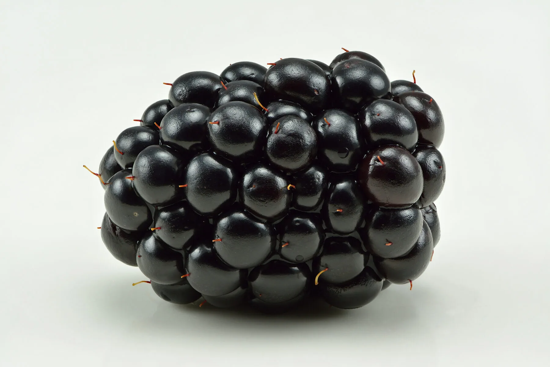 Große, glänzend schwarze reife Brombeere in Nahaufnahme vor hellem Hintergrund