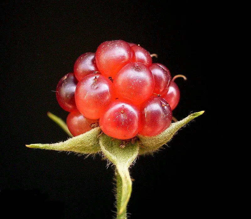 Still red, unripe blackberry in close-up against a dark background