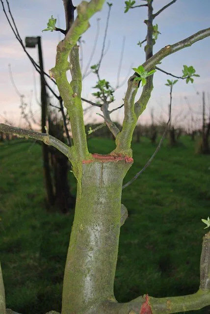 Veredelungsstelle an einem Obstbaum mit verwachsener Naht und frischem grünem Austrieb darüber