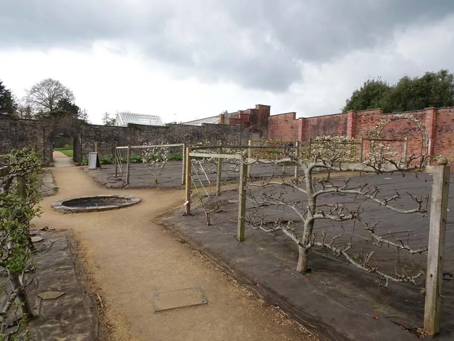 Espalier fruit trees trained on wire frames in a walled garden, bare in early spring