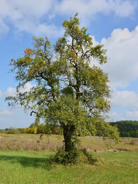 Ein großer, alter Hochstamm-Birnbaum mit ausladender Krone steht einzeln auf einer Wiese