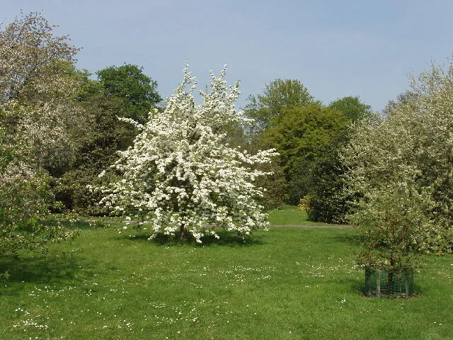 Ein Birnbaum in voller weißer Blüte auf einer Rasenfläche im Park