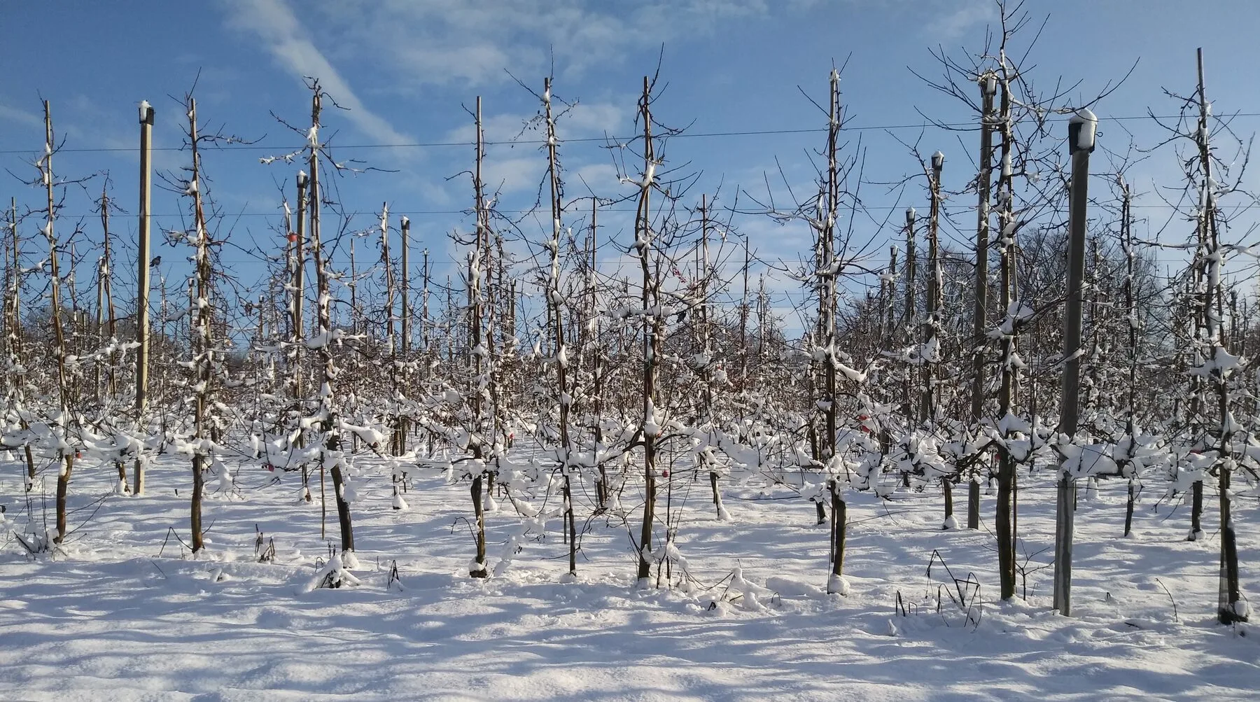 Verschneite Apfelplantage mit kahlen, an Draht gezogenen Bäumen unter blauem Himmel