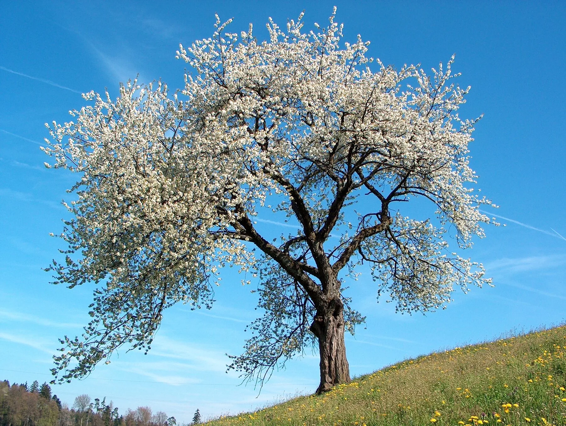 Ein großer Süßkirschbaum in voller weißer Blüte auf einer Wiese vor blauem Himmel
