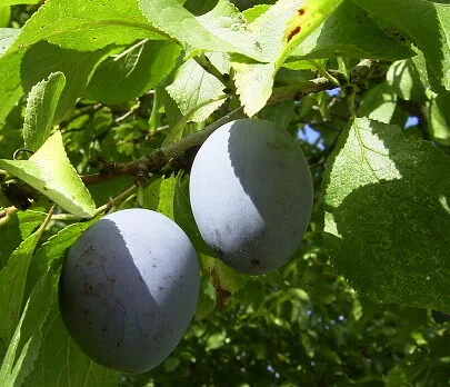 Zwei blauviolette, längliche Zwetschgen mit Reif am Zweig zwischen grünen Blättern