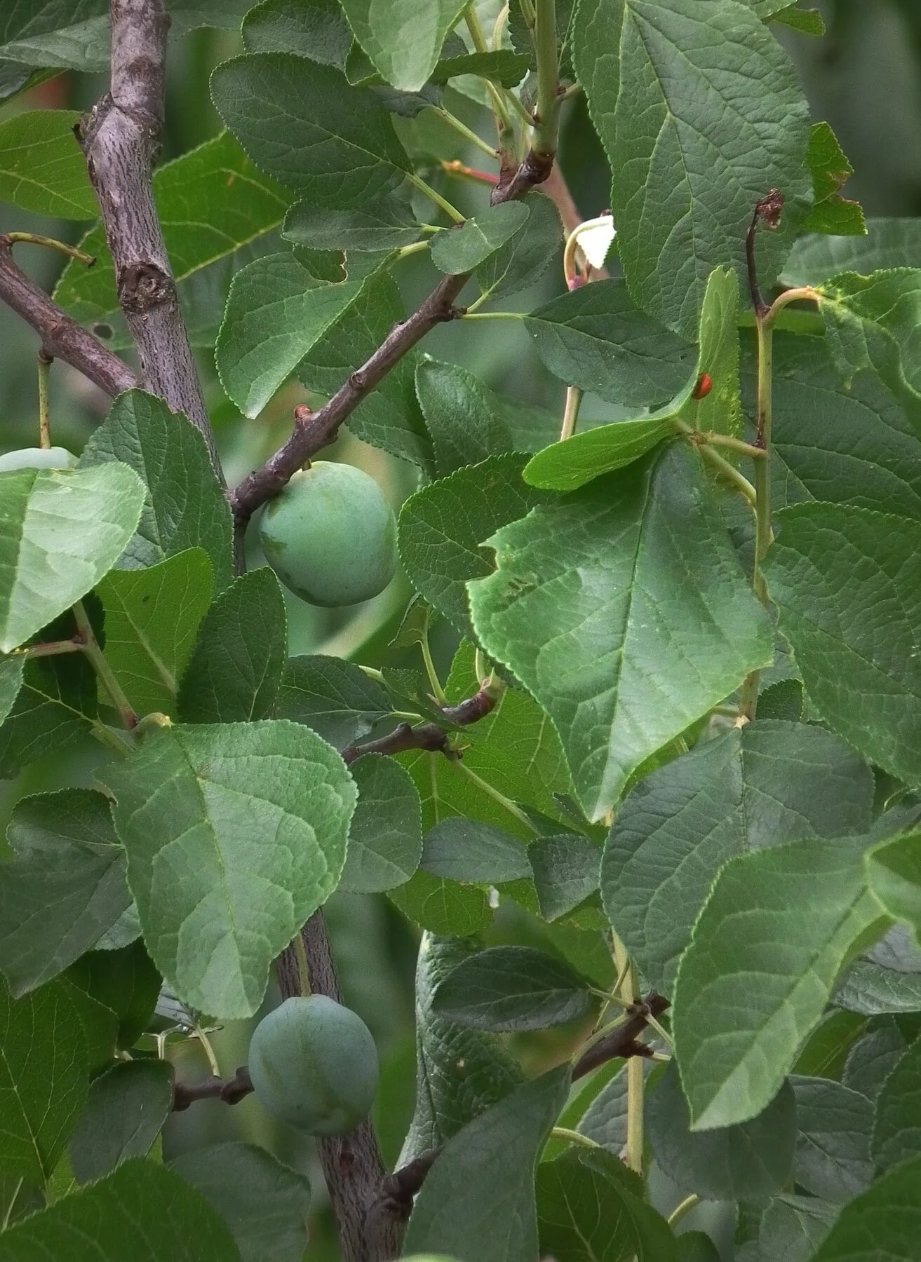 Round, green greengages on the branch among leaves