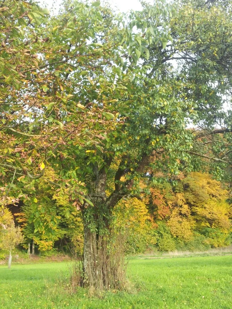 Ein ausgewachsener Zwetschgenbaum mit herbstlich gefärbtem Laub auf einer Wiese, am Stammfuß Wassertriebe