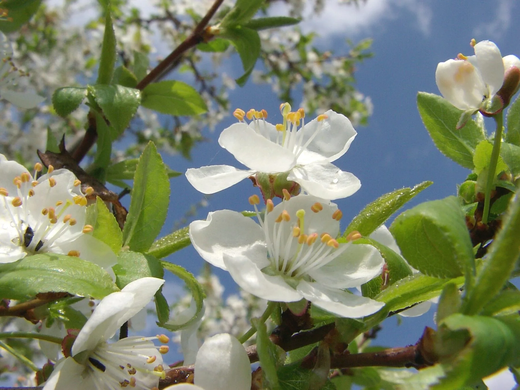 White plum blossom with yellow stamens against a blue sky