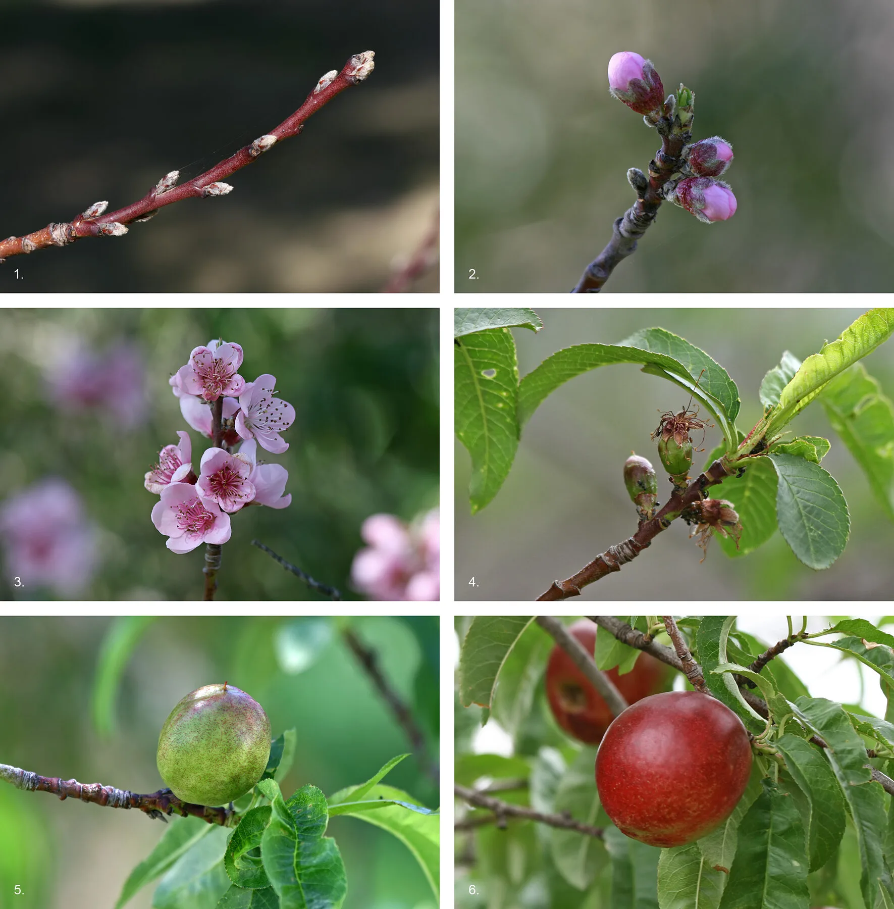 Six images of nectarine development from bud through blossom and fruit set to the ripe red fruit on the branch