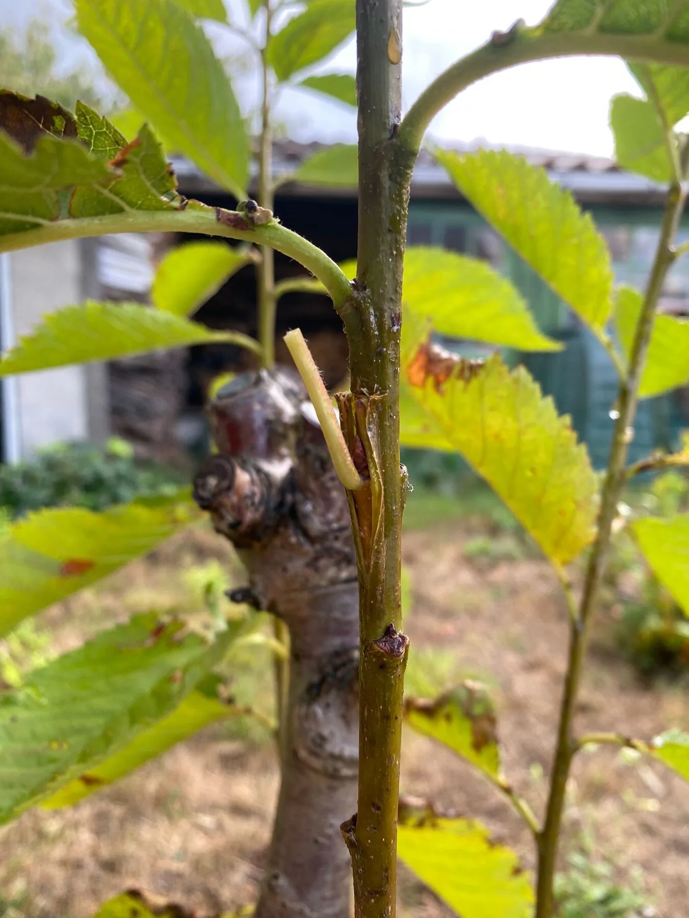A healed graft on a young tree, with a new shoot growing from the graft point above the rootstock stump