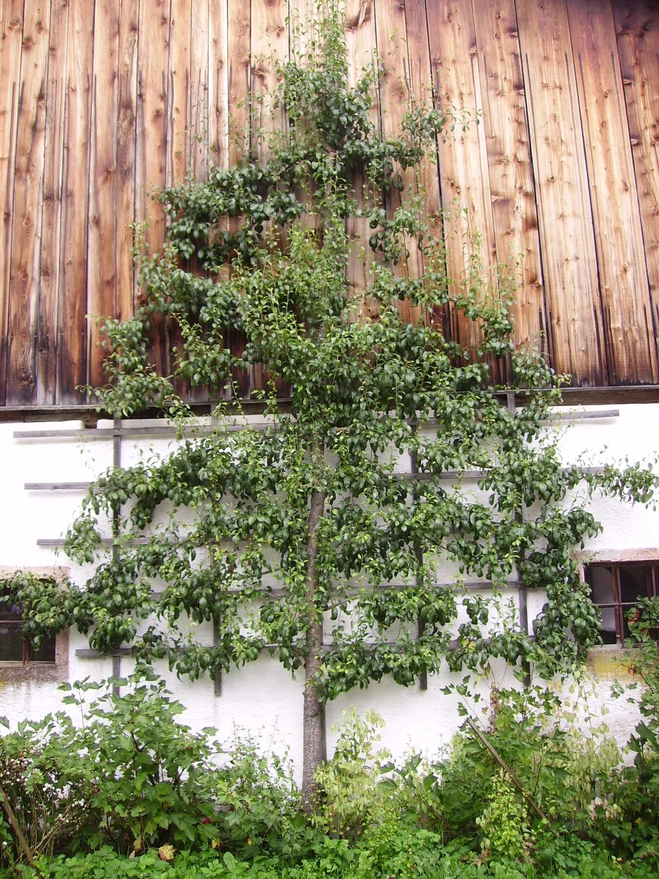 Ein an einem waagerechten Drahtrahmen erzogener Spalier-Obstbaum an einer Holzwand